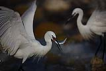 Kk ak balkl / Egretta garzetta / Little egret